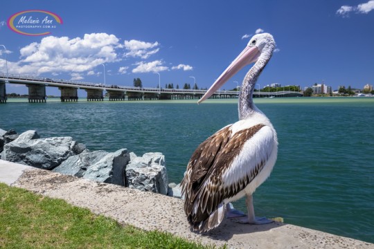 Forster Tuncurry (Ref: NS033)