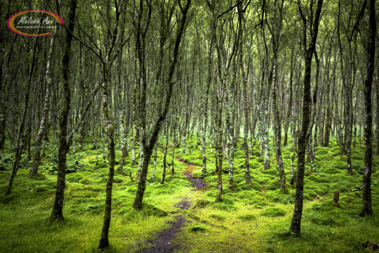 Glendalough, Ireland (Ref: AW028)