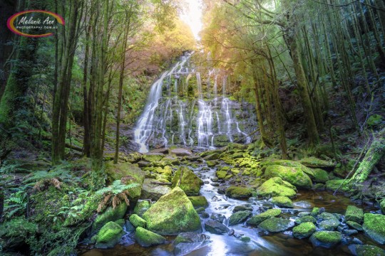 Nelson Falls, Tasmania (AA025)